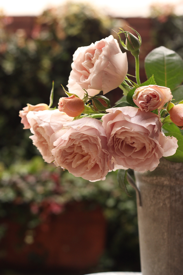 バラ【ルールマジック】