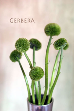 ガーベラのウェディンブーケ