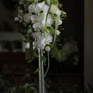 コチョウランのキャスケード