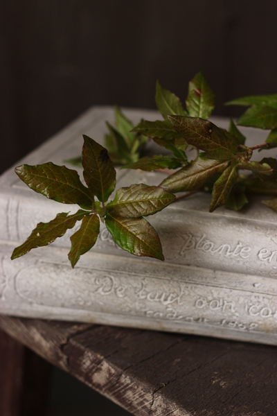 アブラドウダンツツジ