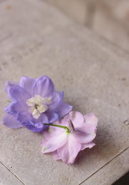 デルフィ二ウム