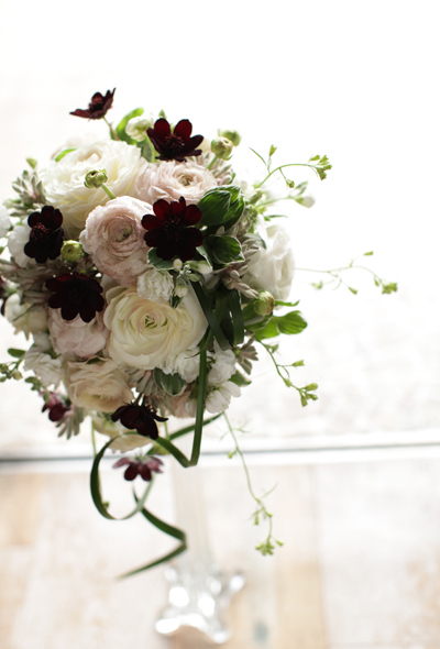 チョコレートコスモス