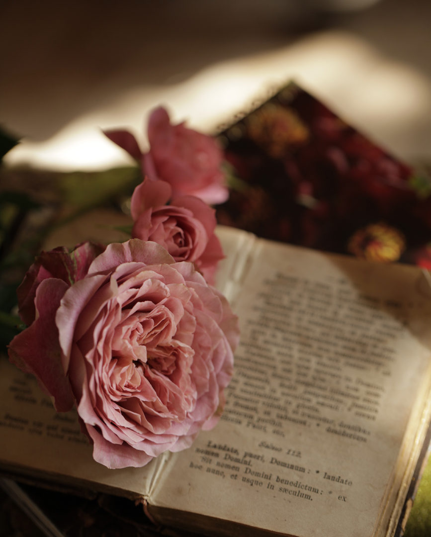 ラストナイトオンアース