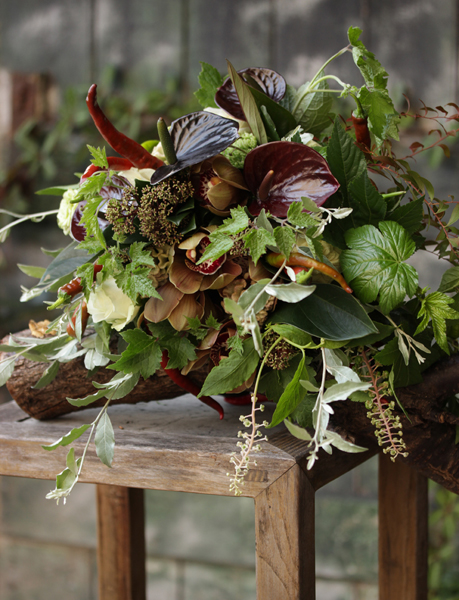 アンスリウム　ブラックラブ