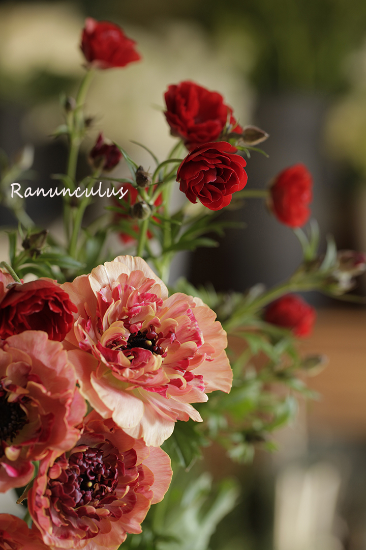 ラナンキュラスのブーケ