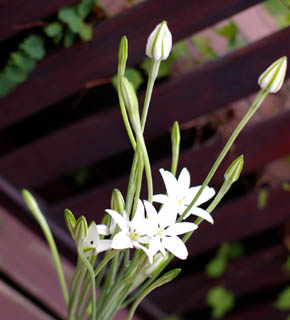 <h2><br/>6つの花びらは白い星。すらりと伸びた茎はこの上なく美しい。線を生かした 'ゆれるブーケ' に仕立てるのをおすすめします。出荷量は少ない。</h2>