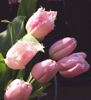 <h2><br/>ピンクチューリップを代表するお花です。春らしくて、女性的なイメージを求める方におすすめです。ブーケやアレンジにどうぞ。</h2>