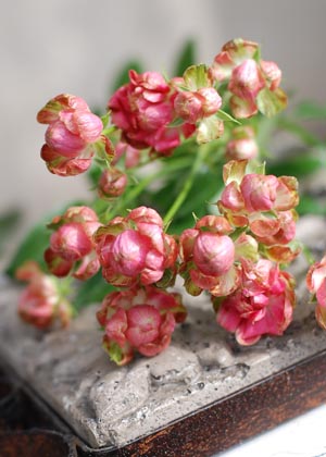 <h2><br/>濃いピンクに緑のアクセントがとても素敵なスプレーバラです。小さな花びらが何枚にも重なってぽってりと咲きボリュームがあります。スプレーウィットと同系の品種です。</h2>