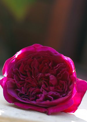 <h2><br/>クリムゾン・レッドといわれる赤紫のクォーターロゼット咲きの香り高いゴージャスな一輪。時間がたつにつれ、色も濃くなります。</h2>