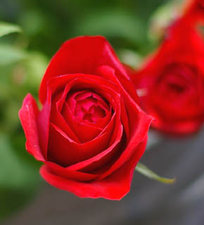 <h2><br/>ひときわ明るい朱赤色のバラ。ストロベリーを連想してしまうくらい、キュートで愛らしい咲き方をするバラです。希少種のため、注文花材となります。</h2>