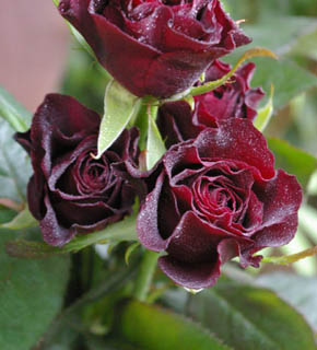 <h2><br/>濃い黒赤色のベルベットのような光沢をもつ、独特なバラ。おさえ気味でありながら、主張する花。ブーケの色調をぐっとひきしめてくれます。</h2>