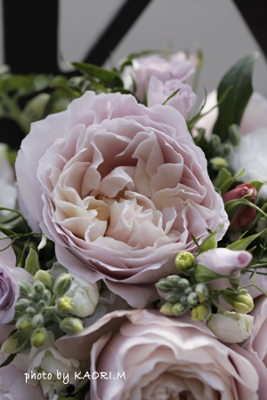 香り高いバラ「ルールマジック」